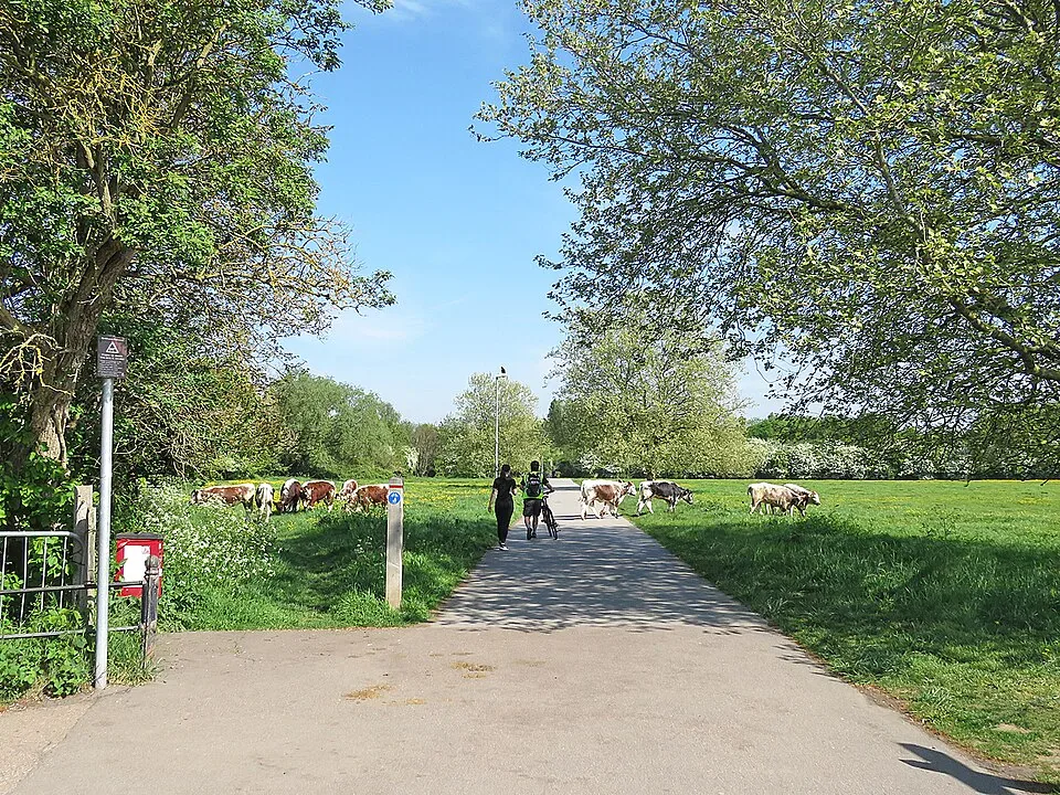 Minibus Hire in Coldham's Common