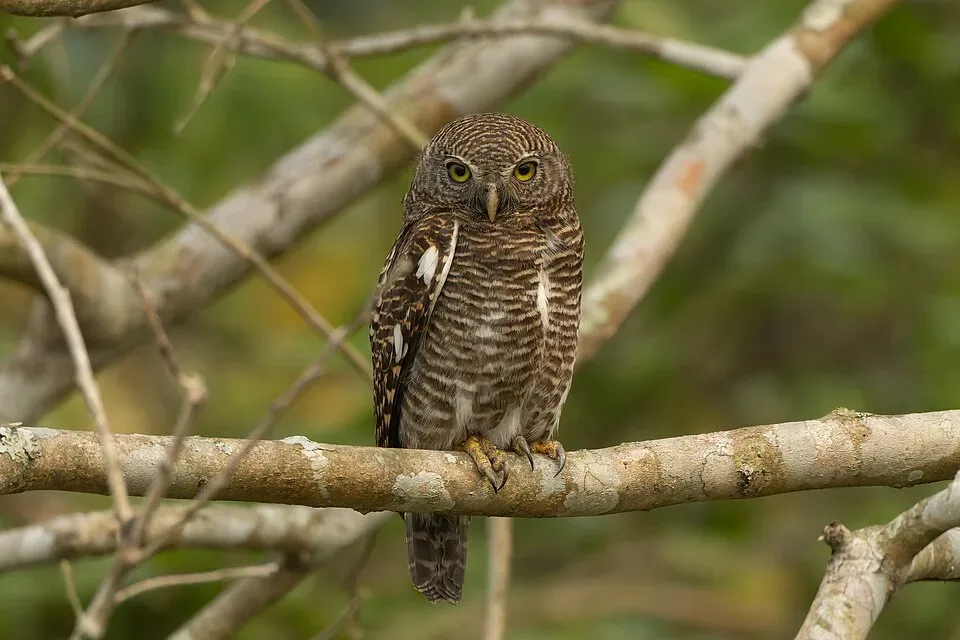 Coach Hire in Owlet