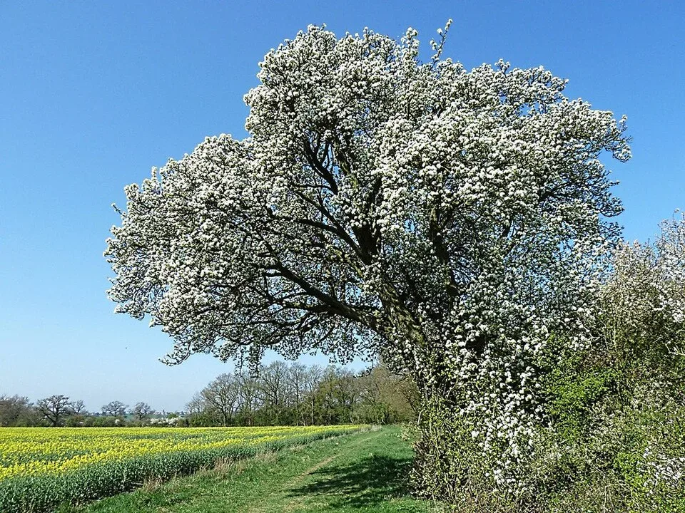 Coach Hire in Pear Tree